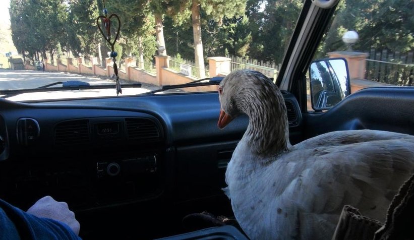Kaz ile yol arkadaşlığı şaşırtıyor