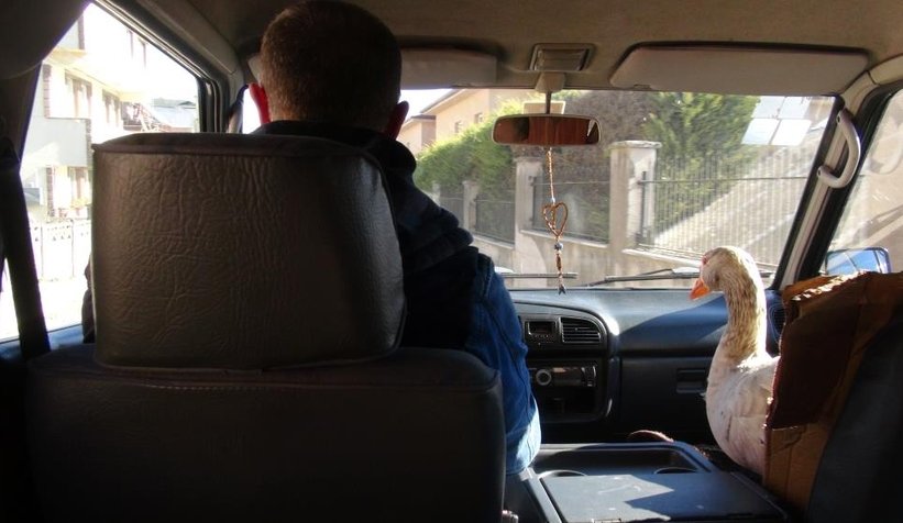 Kaz ile yol arkadaşlığı şaşırtıyor