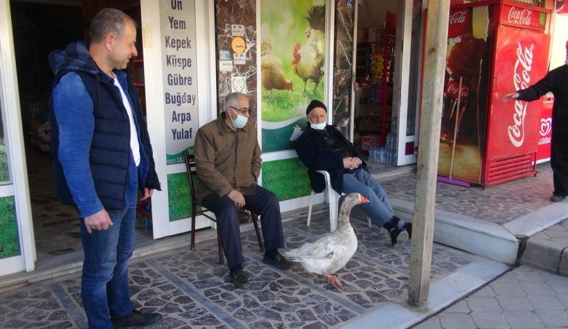 Kaz ile yol arkadaşlığı şaşırtıyor