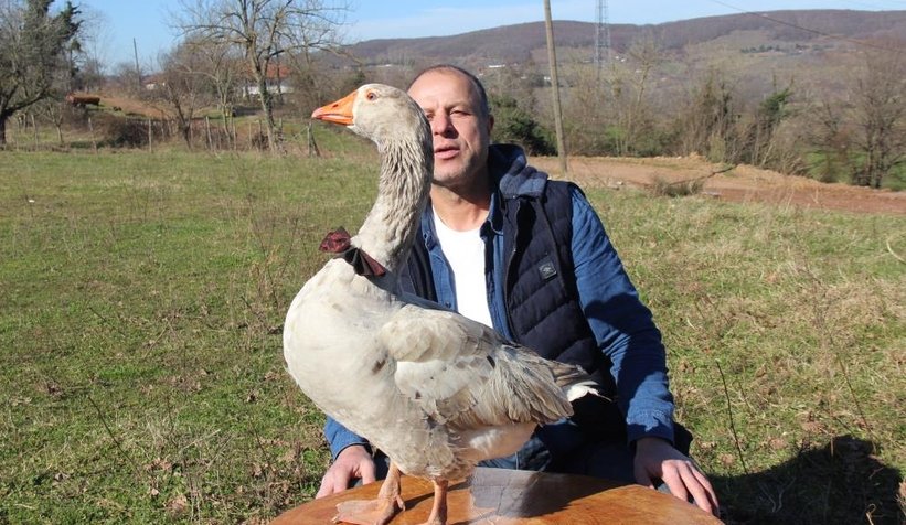 Kaz ile yol arkadaşlığı şaşırtıyor