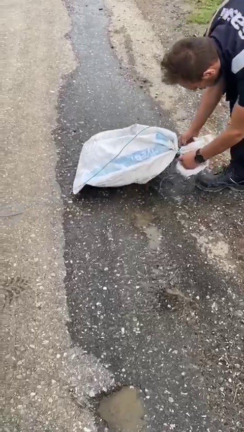 Kedi çuvala konup yola atıldı