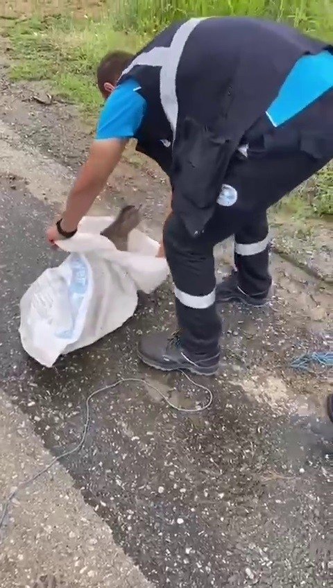 Kedi çuvala konup yola atıldı