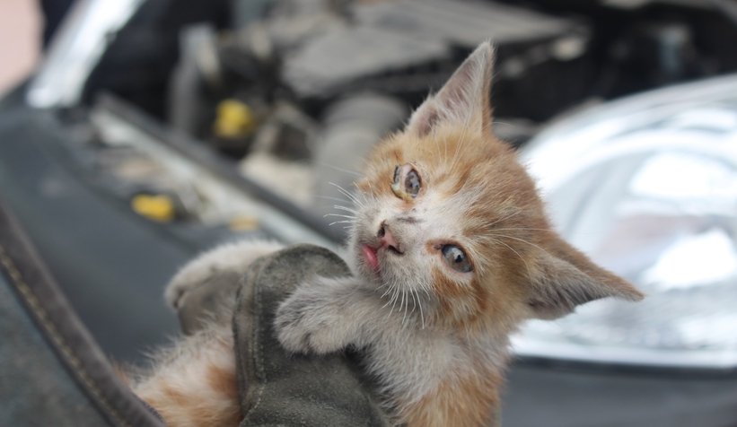 Kedi kurtarma operasyonu