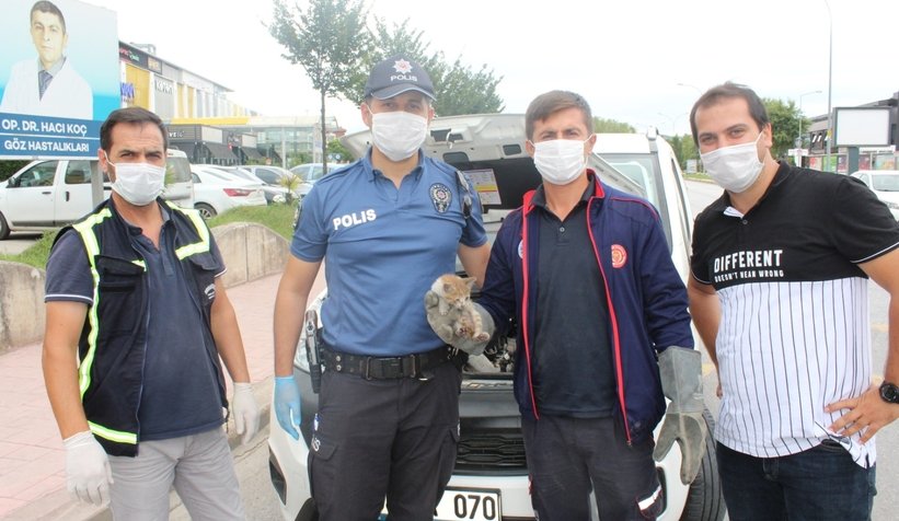 Kedi kurtarma operasyonu