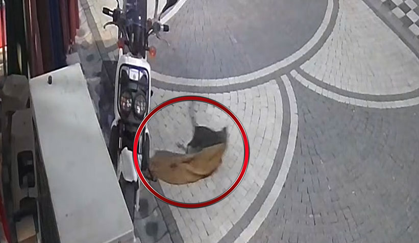 kedi-magazadaki-elbiseyi-goturduv0lum2d1nm