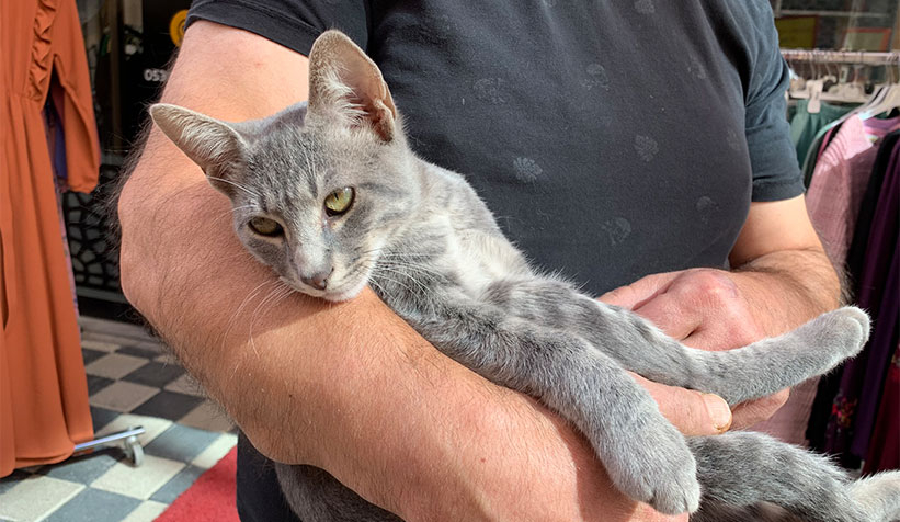 kedi-magazadaki-elbiseyi-goturduv0lum2d1nm