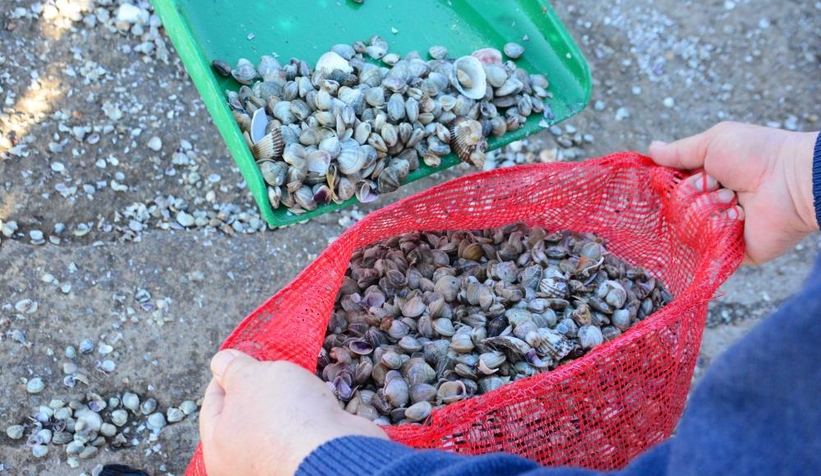 Kefken Limanı'ndan çıkan kum midyeleri dünyaya yayılıyor