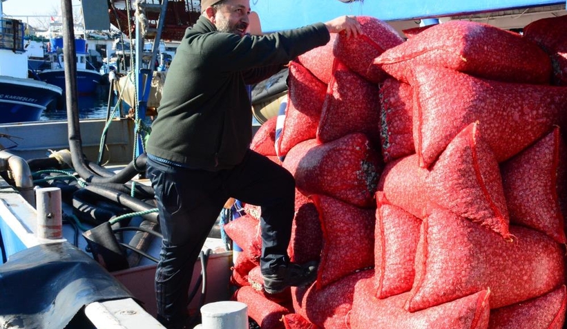 Kefken Limanı'ndan çıkan kum midyeleri dünyaya yayılıyor