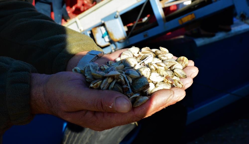 Kefken Limanı'ndan çıkan kum midyeleri dünyaya yayılıyor