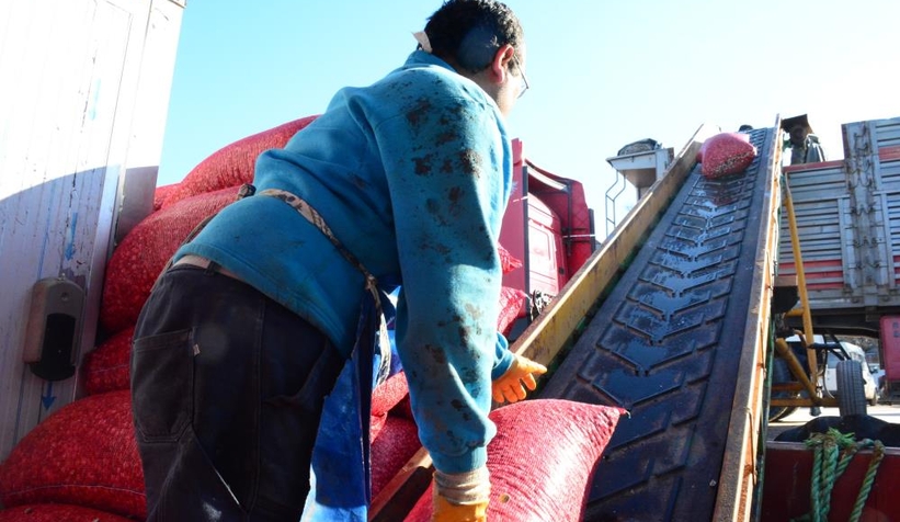 Kefken Limanı'ndan çıkan kum midyeleri dünyaya yayılıyor