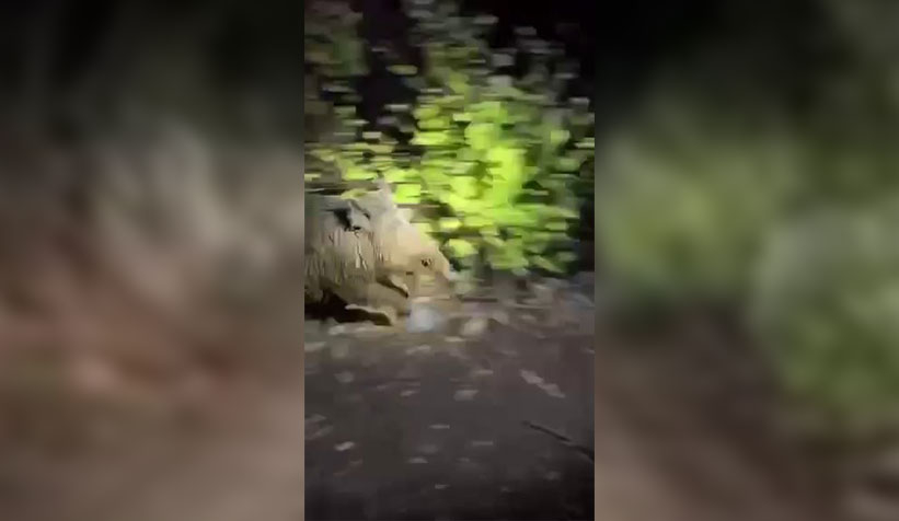 kendisine saldıran domuzdan kıl payı kurtuldu