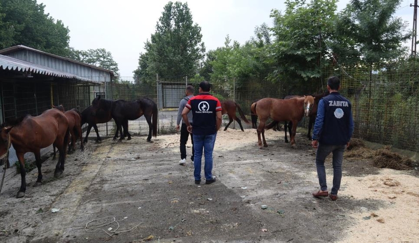 kesime-giden-atlari-zabita-kurtardir2hqrjhove