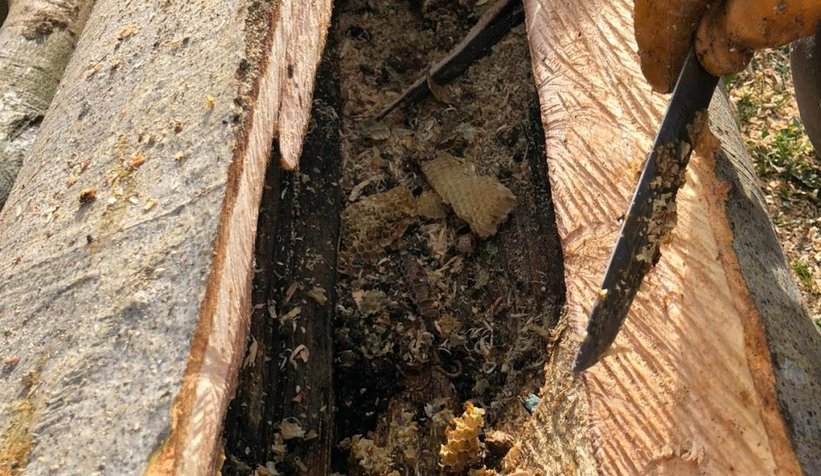 Kestiği ağaçta hazine buldu!