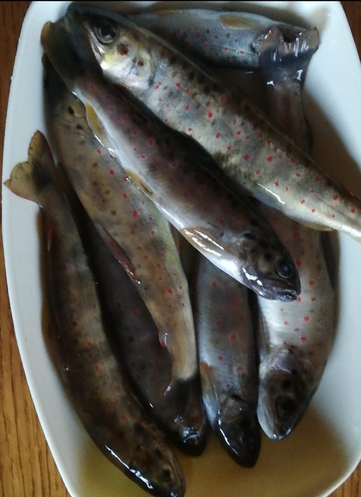 kirmizi-benekli-alabaliklarin-avlanmasina-tepkitzjgudr6qt