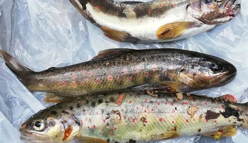 kirmizi-benekli-alabaliklarin-avlanmasina-tepkitzjgudr6qt