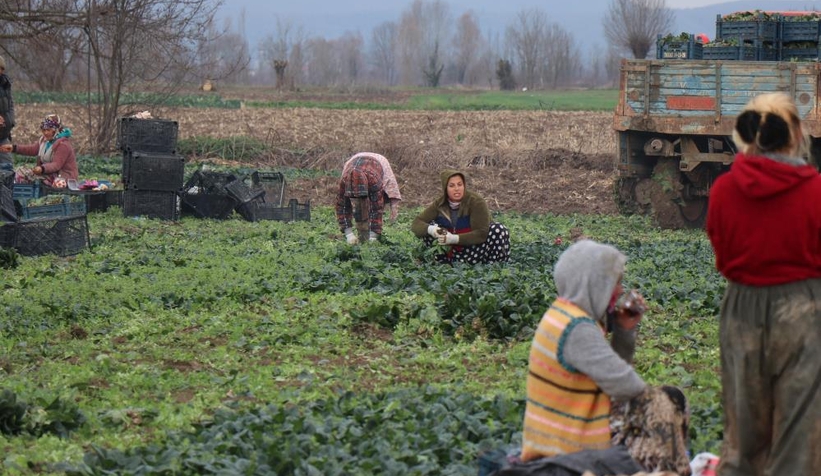 kis-aylarinin-vazgecilmezi-ispanagin-hasadi-suruyormg5kmhlhmd