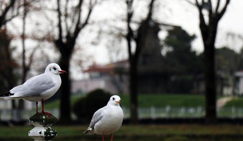 Kısıtlama gününde Sakarya’dan kartpostallık görüntüler