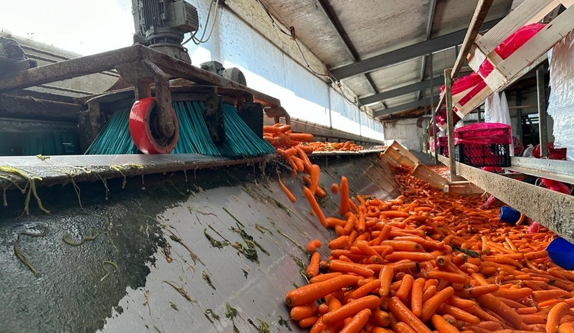 Kışlık havuç hasadı başladı