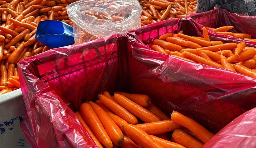 Kışlık havuç hasadı başladı