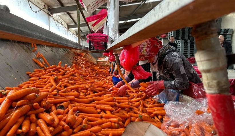 Kışlık havuç hasadı başladı