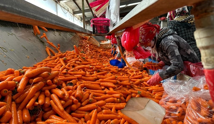 Kışlık havuç hasadı başladı