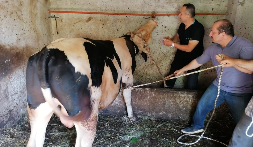 Kızgın boğa sakinleştirici yapılarak kesilebildi!