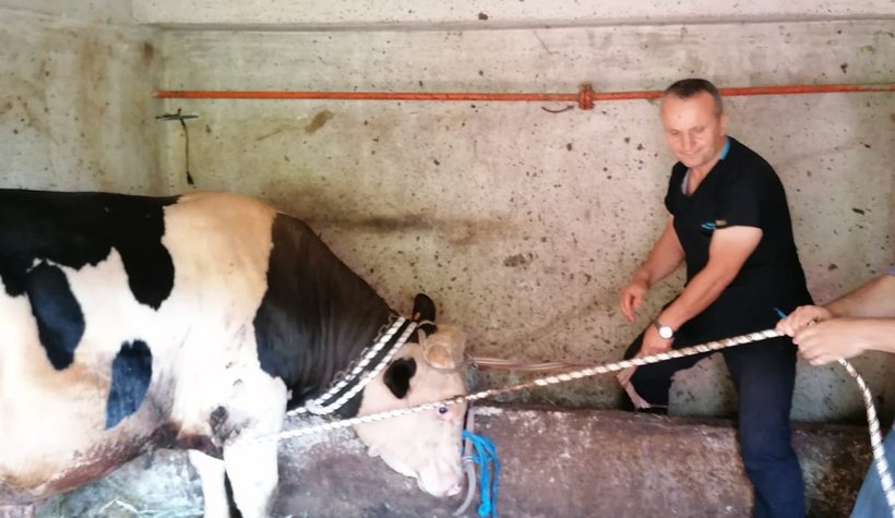 Kızgın boğa sakinleştirici yapılarak kesilebildi!