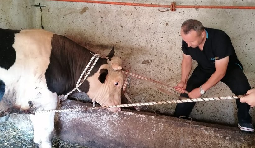 Kızgın boğa sakinleştirici yapılarak kesilebildi!