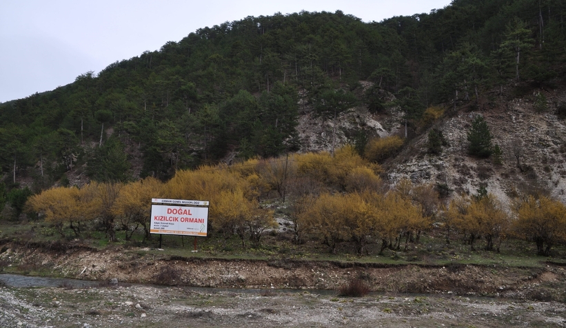 Kızılcık ağaçları sapsarı çiçek açtı