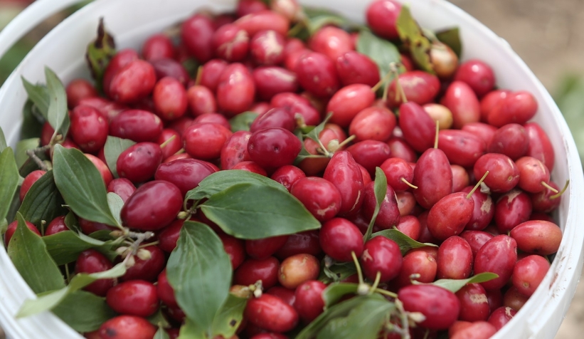 Kızılcıkta hasat zamanı