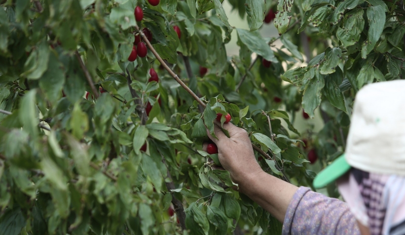Kızılcıkta hasat zamanı