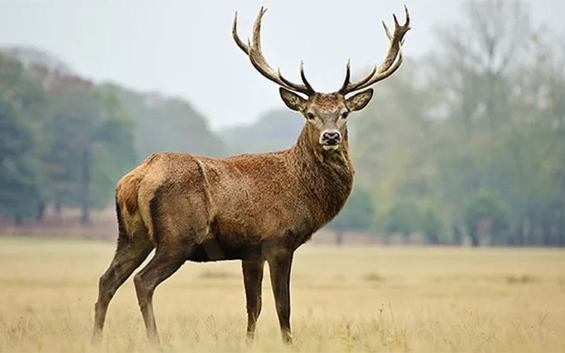 Kızılgeyik artık yok