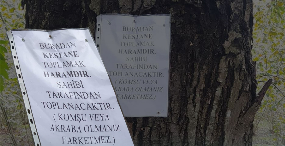 kocaali-de-kestane-krizi-sahibi-agaca-haram-yazisi-astiytrft2uwv1