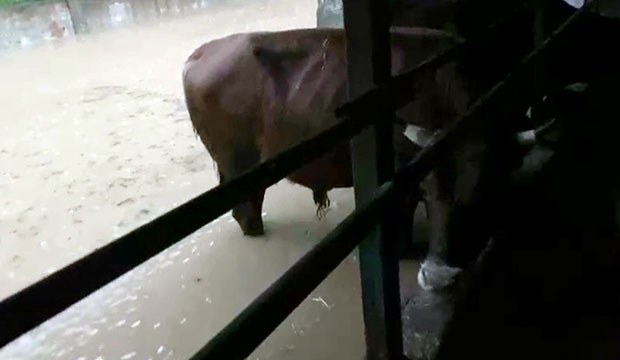 Kocaali'de sel kurbanlıkları da vurdu