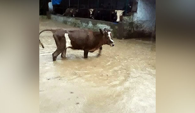 Kocaali'de sel kurbanlıkları da vurdu