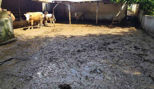 Kocaali'de sel kurbanlıkları da vurdu