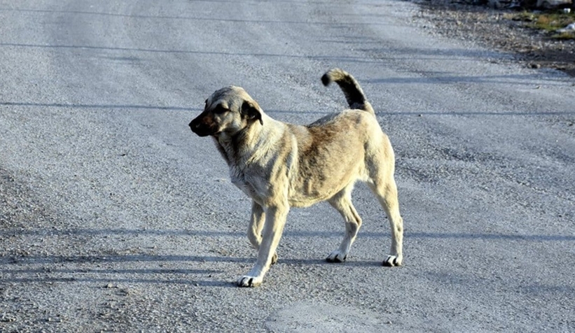 kocaeli-valiligi-sokak-hayvanlari-icin-belediyelere-yazi-gonderdinllfnu8wu0