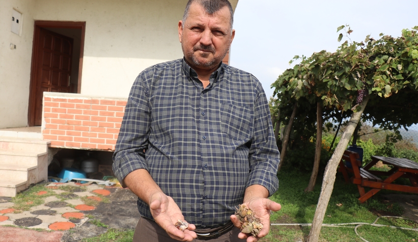 kokarca-bocegi-istilasi-o-ilceyi-sardiqtn5sfmwdl