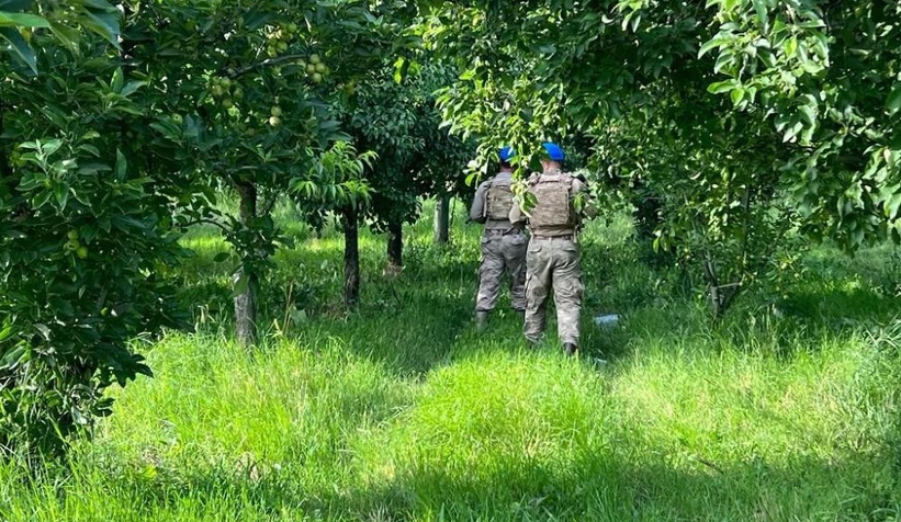 Komandolar meyveleri korumak için bahçelerde