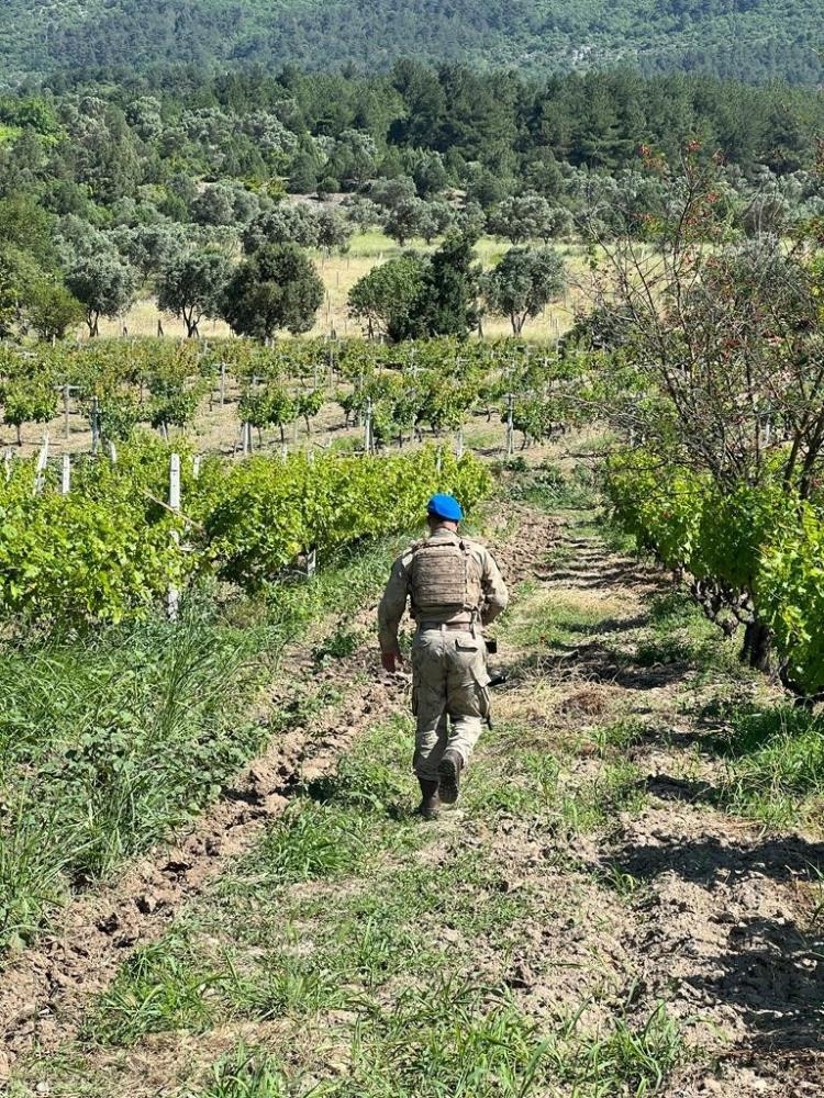 Komandolar meyveleri korumak için bahçelerde