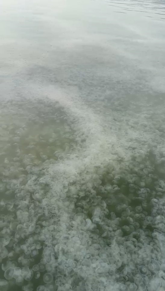 Komşuda denizanası istilası