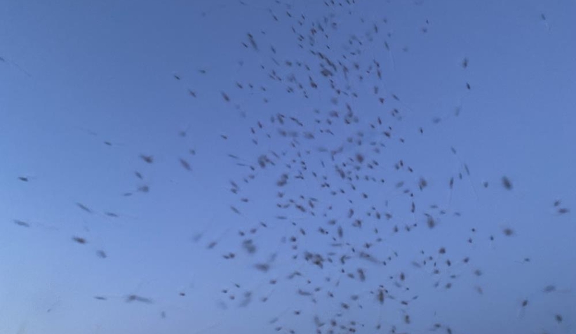 Komşuda sivrisinek istilası