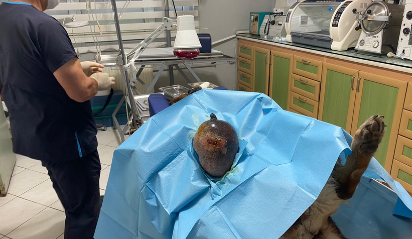 kopegin-karnindan-2-kilogram-tumor-cikarildiv1c1zmeycx
