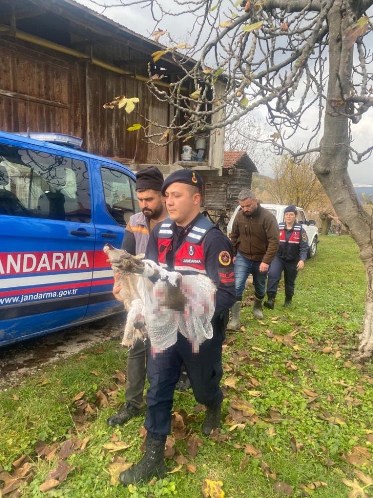 kopegin-saldirisina-ugrayan-karaca-tedavi-altina-alindiagpwzddzuk