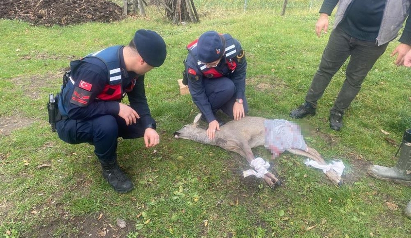 kopegin-saldirisina-ugrayan-karaca-tedavi-altina-alindiagpwzddzuk