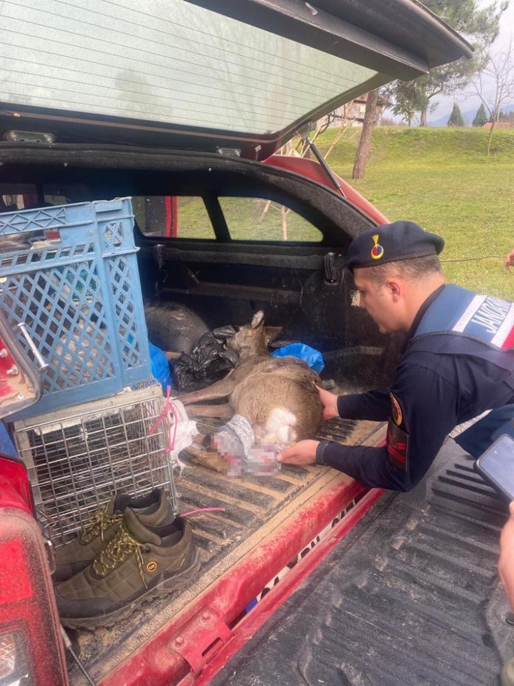 kopegin-saldirisina-ugrayan-karaca-tedavi-altina-alindiagpwzddzuk