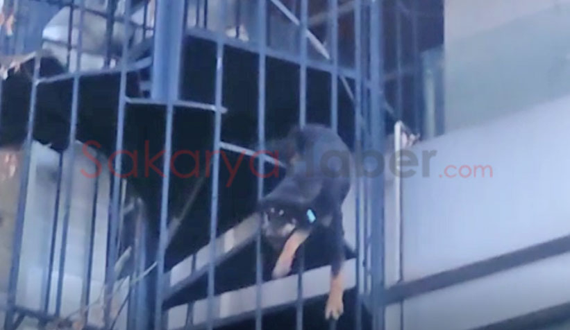 Köpek yangın merdiveninde sıkıştı