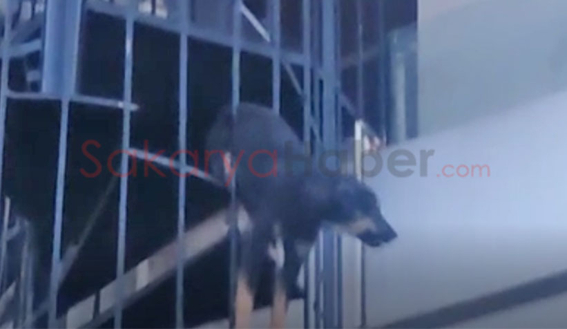 Köpek yangın merdiveninde sıkıştı