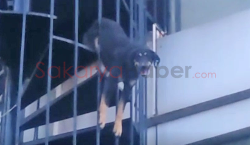 Köpek yangın merdiveninde sıkıştı