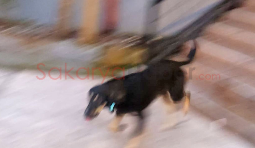 Köpek yangın merdiveninde sıkıştı